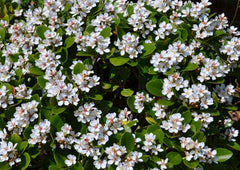 Rhaphiolepis indica - ORIENTAL PEARL - White Indian Hawthorn 'Oriental Pearl' PBR