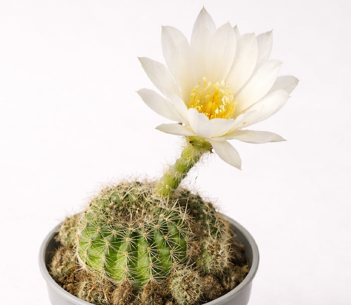 Lobivia arachnacantha - WHITE FORM - Spiderspine Cactus