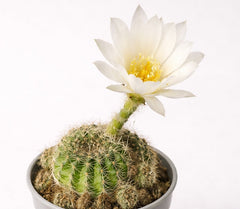 Lobivia arachnacantha - WHITE FORM - Spiderspine Cactus