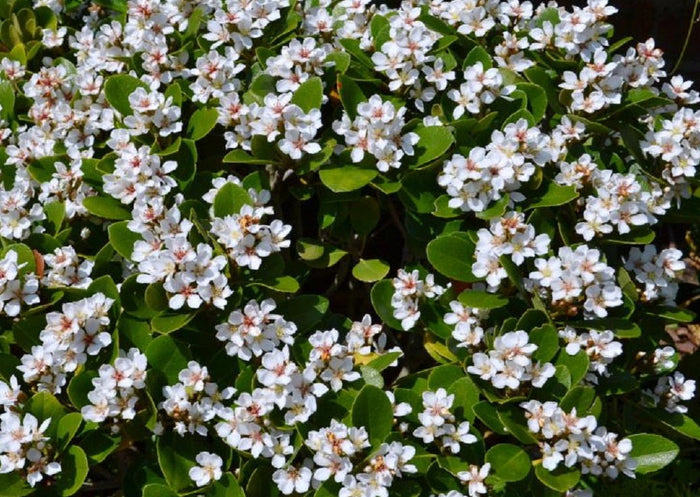 Rhaphiolepis indica - ORIENTAL PEARL - White Indian Hawthorn 'Oriental Pearl' PBR