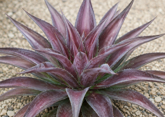 xMangave - RED WING - Manfreda longiflora x Agave shawii